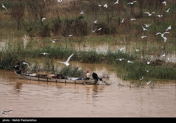 کارون میزبان پرندگان ماهی خوار - اهواز