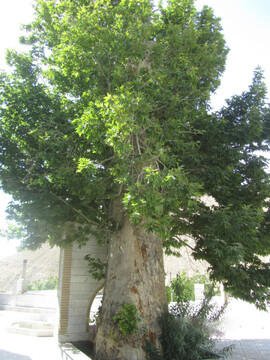 ثبت درخت چنار کهنسال روستای ایج در فهرست میراث طبیعی ملی