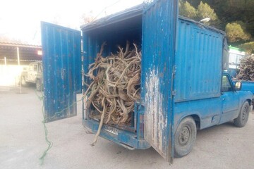 ۴۶۰ کیلوگرم چوب تاغ قاچاق در دامغان کشف شد