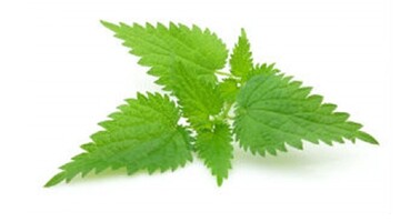 محققان آمریکایی: از مصرف این گیاه دارویی غافل نشوید