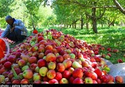 نرخ عمده فروشی انواع میوه و تره بار اعلام شد
