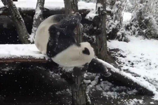 فیلم | دوق‌زدگی پانداها از بارش برف در چین