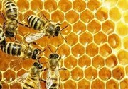 افزایش۱۲۰درصدی تولید عسل در چهارمحال و بختیاری