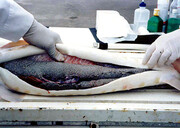 چرا صید ماهی خاویار در دریای خزر ممنوع شد؟