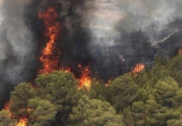 ۶۸ هکتار از جنگل‌های گیلان در آتش‌ سوخت