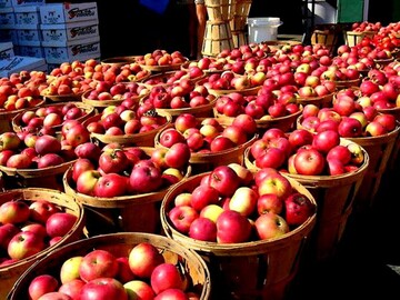 تاکید معاون استاندار آذربایجان‌غربی بر یافتن بازارهای جدید برای صادرات سیب استان