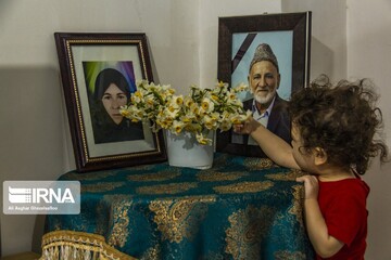 برداشت گل نرگس از مزارع آزادشهر