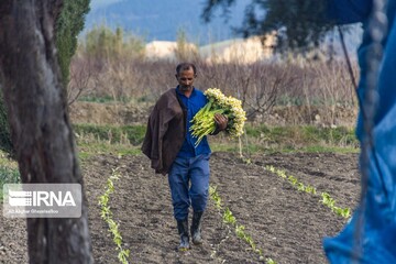 برداشت گل نرگس از مزارع آزادشهر