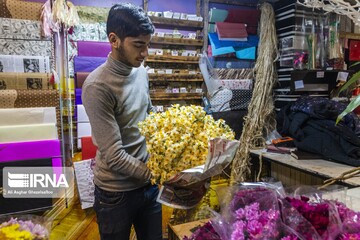 برداشت گل نرگس از مزارع آزادشهر