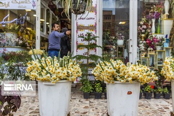 برداشت گل نرگس از مزارع آزادشهر