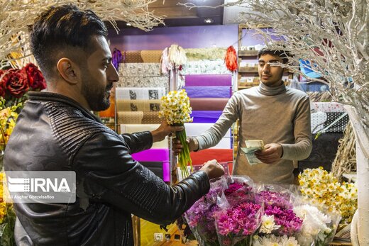 برداشت گل نرگس از مزارع آزادشهر