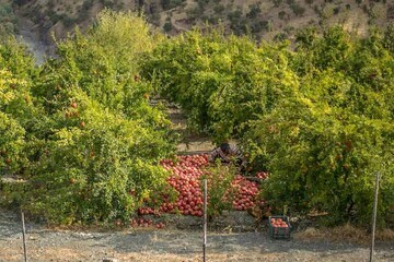 طرح توسعه باغات کردستان در سطح ۵۰۱ هکتار اجرایی شده است