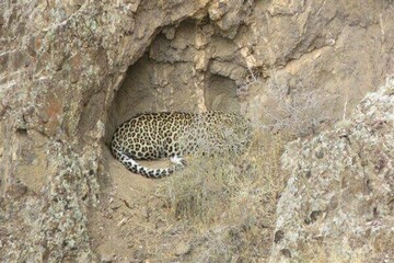 تصویر جدید از پلنگ ایرانی