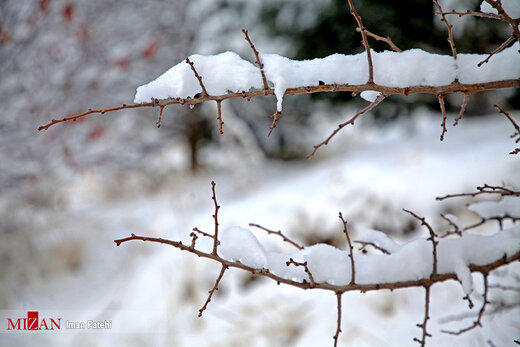 درختان یخ زده - سنندج