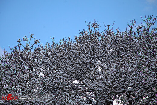 درختان یخ زده - سنندج