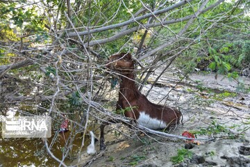 اتلاف احشام در سیلاب بلوچستان‎