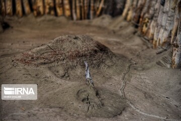 اتلاف احشام در سیلاب بلوچستان‎