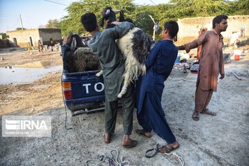 اتلاف احشام در سیلاب بلوچستان‎