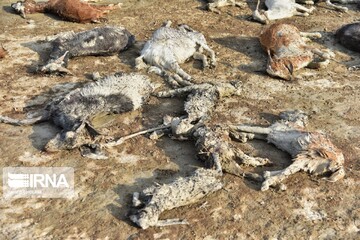 اتلاف احشام در سیلاب بلوچستان‎