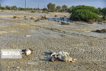 اتلاف احشام در سیلاب بلوچستان‎