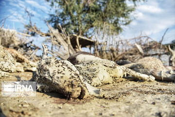 تصاویری دردناک از تلف شدن حیوانات در سیل سیستان و بلوچستان