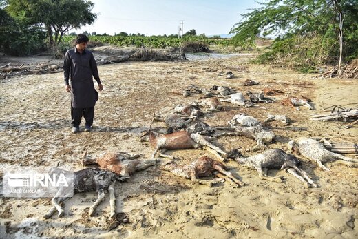 اتلاف احشام در سیلاب بلوچستان‎