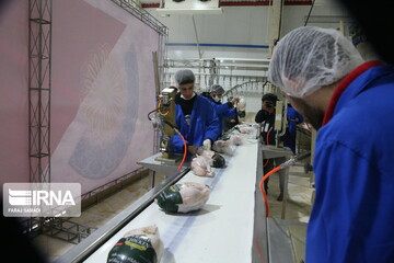 افزایش ۳۷ درصدی تولید گوشت مرغ  دراستان چهارمحال وبختیاری 