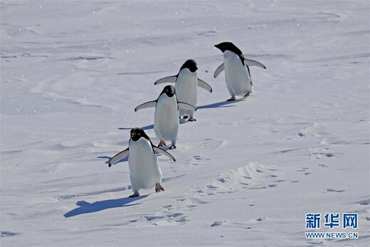 تیم اعزامی چین به قطب جنوب