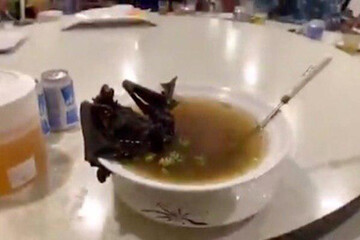 ببینید | تصویر سوپ عجیب و غریبی که باعث مرگبارترین ویروس این روزهای جهان شده