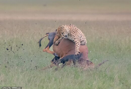تصاویری نادر از صحنه شکار شاخ‌دراز توسط چیتا در پارک ملی حیات وحش «ماسای مارا» کنیا