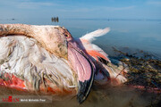 واکنش سازمان محیط‌زیست به کشتار وسیع پرندگان در میانکاله