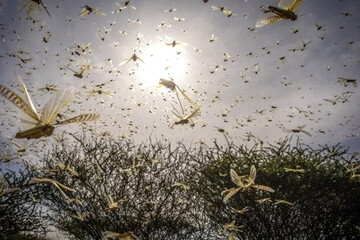 تصاویر | هجوم میلیاردها ملخ به کنیا