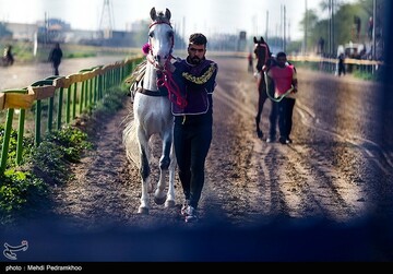 بیست و ششمین جشنواره اسب اصیل عرب - اهواز