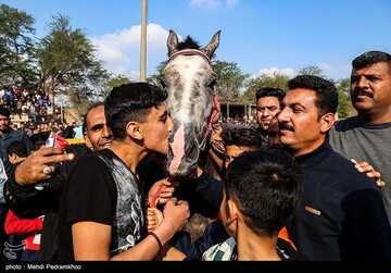 بیست و ششمین جشنواره اسب اصیل عرب - اهواز