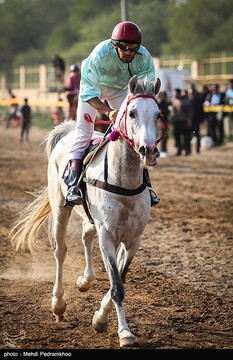 بیست و ششمین جشنواره اسب اصیل عرب - اهواز