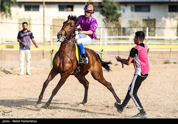 بیست و ششمین جشنواره اسب اصیل عرب - اهواز