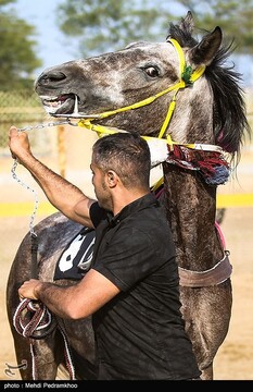 بیست و ششمین جشنواره اسب اصیل عرب - اهواز