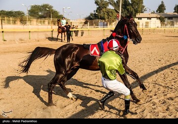 بیست و ششمین جشنواره اسب اصیل عرب - اهواز