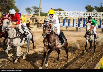 بیست و ششمین جشنواره اسب اصیل عرب - اهواز