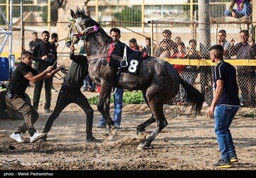 بیست و ششمین جشنواره اسب اصیل عرب - اهواز