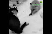 فیلم | دعوای تماشایی گربه و روباه بر سر یک تکه سوسیس!