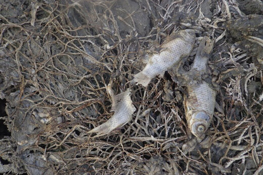 ببینید |  تلف شدن ده‌ها هزار ماهی در تالاب میانگران ایذه