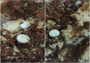 مسمومیت دانش آموز بابلی به علت کیک آلوده با قرص
