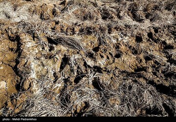 آسیب‌های محیط زیستی میدان نفتی آب تیمور در خوزستان
