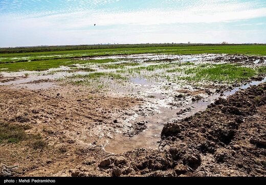 آسیب‌های محیط زیستی میدان نفتی آب تیمور در خوزستان