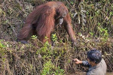 عکس | کمک اورانگوتان به محیط‌بانی که در رودخانه پر از مار گیر افتاده بود