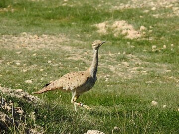 قاچاق یک پرنده در حال انقراض به کشورهای حاشیه خلیج فارس/ عکس