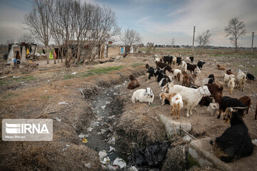 حاشینه‌نشیان جنوب تهران