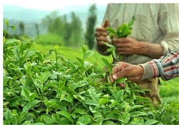 تفاله چایتان را دور نریزید/ 7 اثری که چای بر کود گیاهان دارد