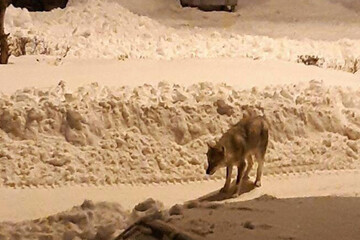 ببینید | برف و سرما گرگ را به خیابان‌های خلخال آورد